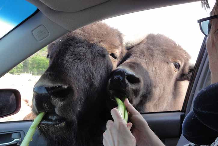 African Safari Wildlife Park, Sandusky, Ohio