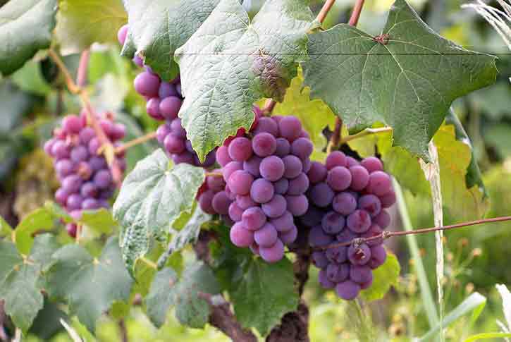 Belle Joli Winery, Deadwood, South Dakota