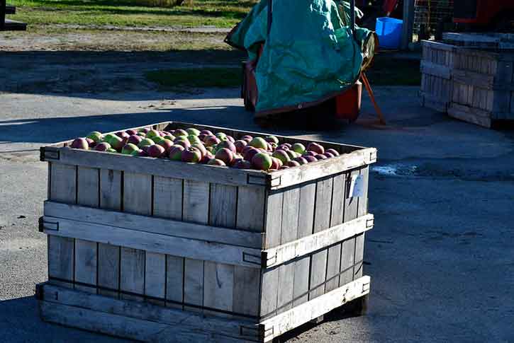 Carter Hill Orchard, Concord, New Hampshire