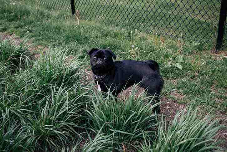 Dakota Bark Park, Minot, North Dakota