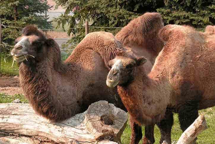 Idaho Falls Zoo at Tautphaus Park