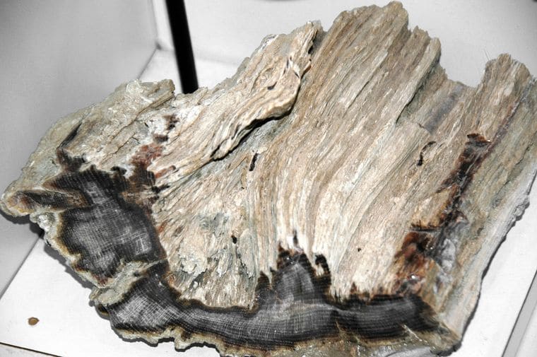 Ashfall Fossil Beds State Historical Park