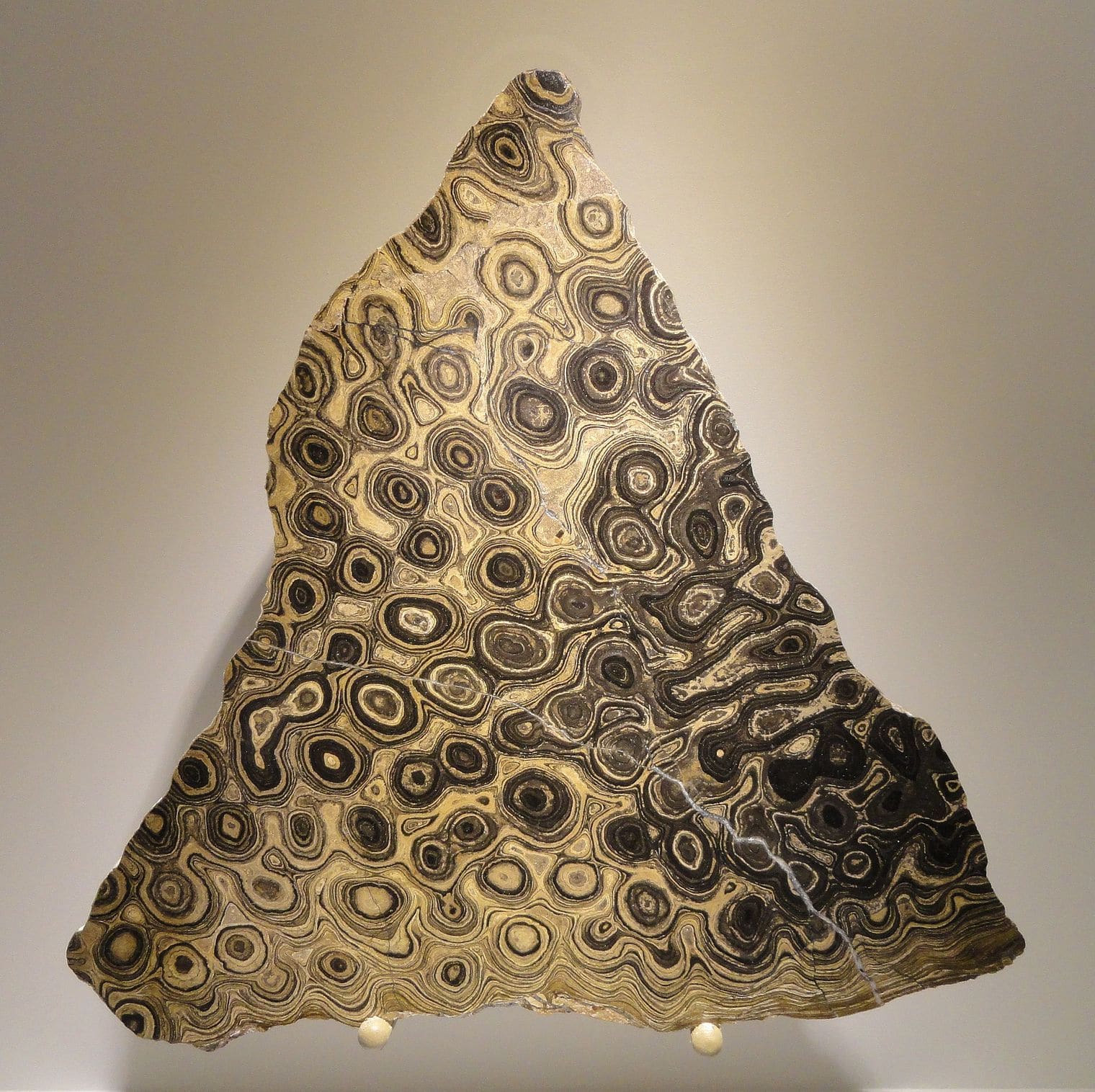Houston Museum of Natural Science, Texas, Texas