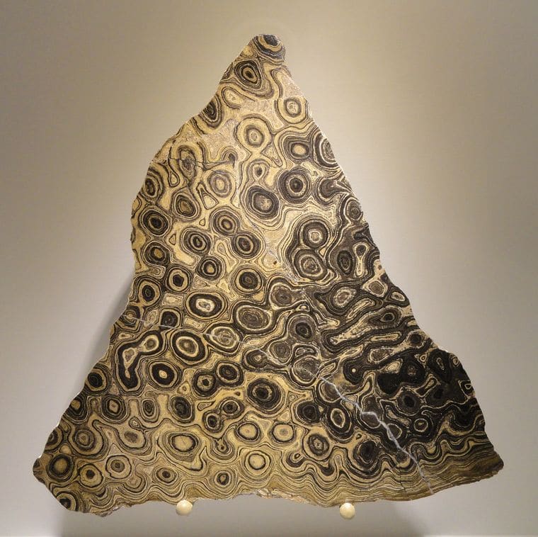 Houston Museum of Natural Science