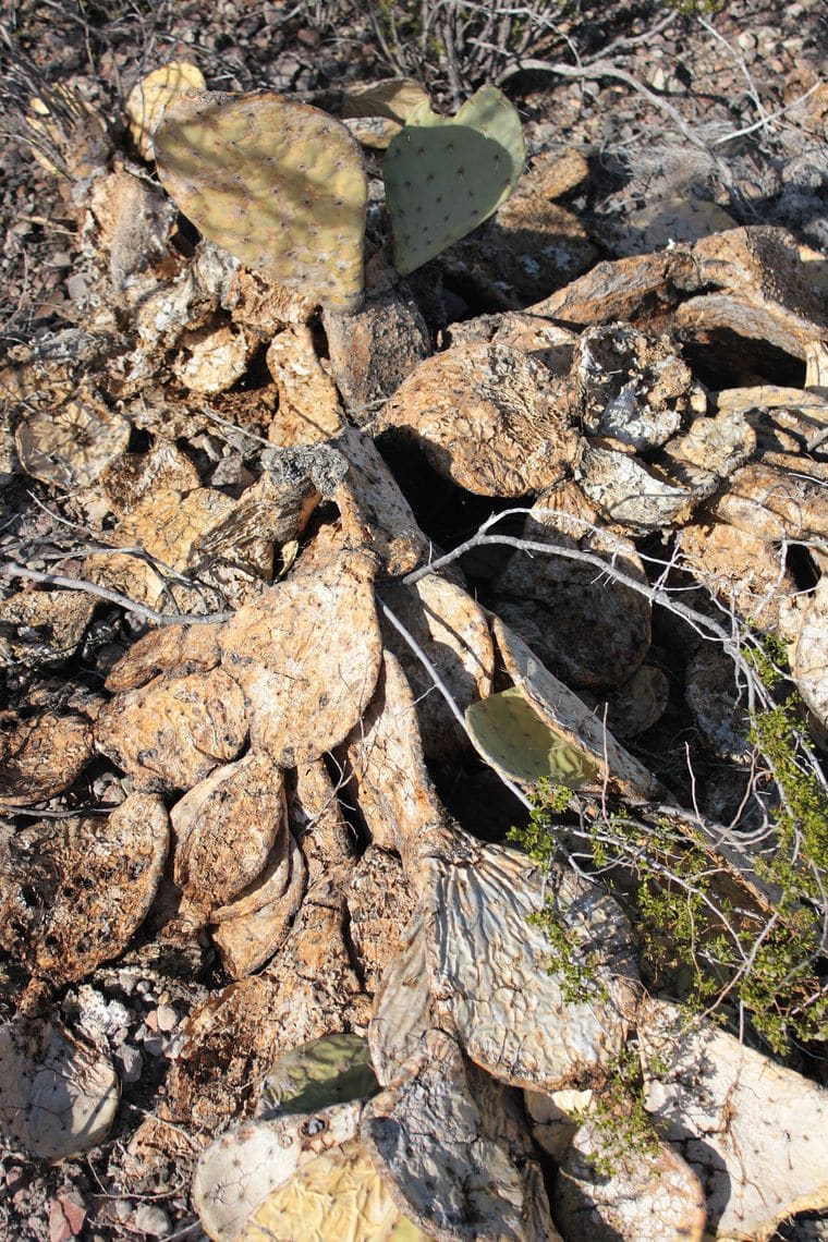 Big Bend National Park