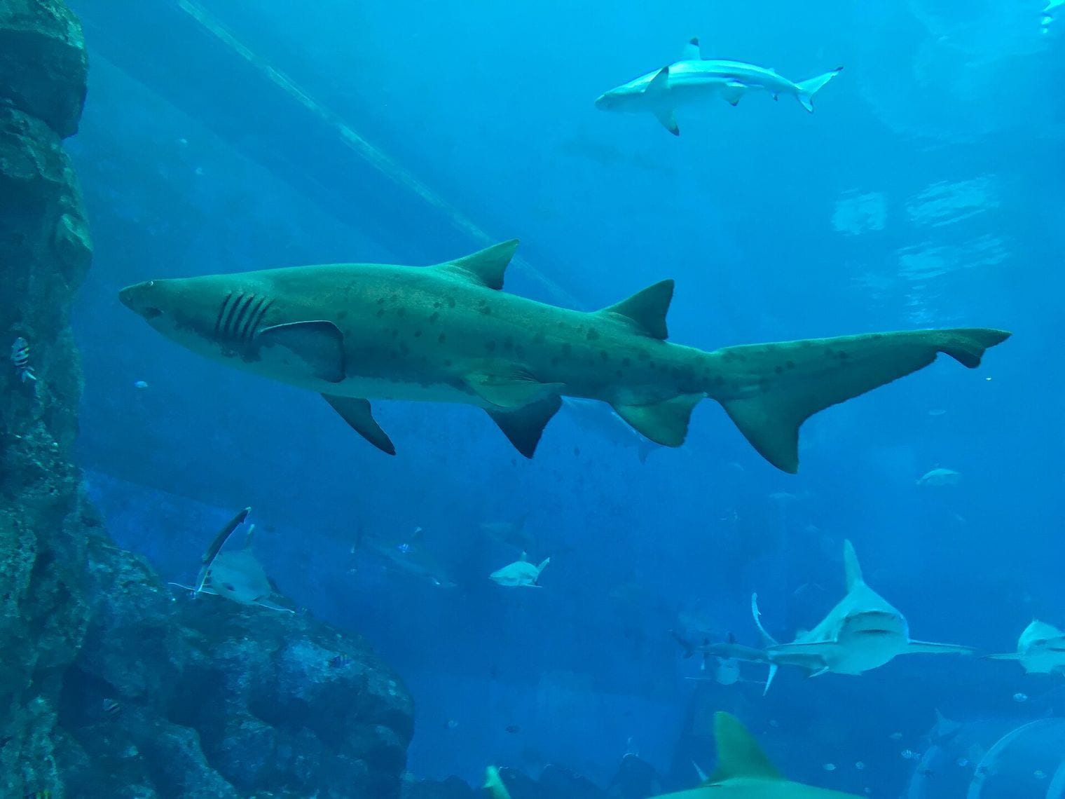 Singapore Oceanarium, World