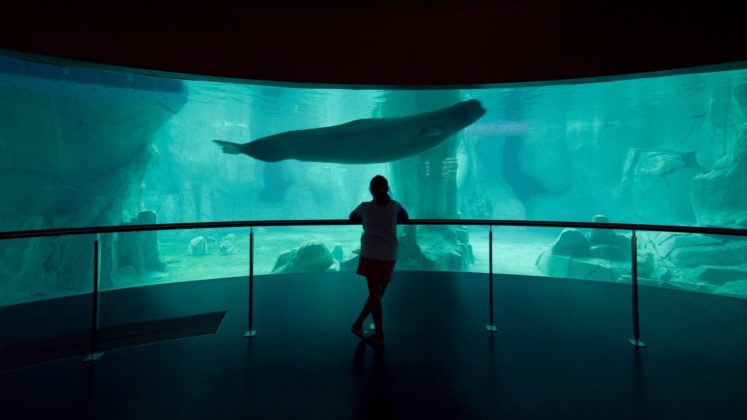 Oceanogràfic Valencia, World