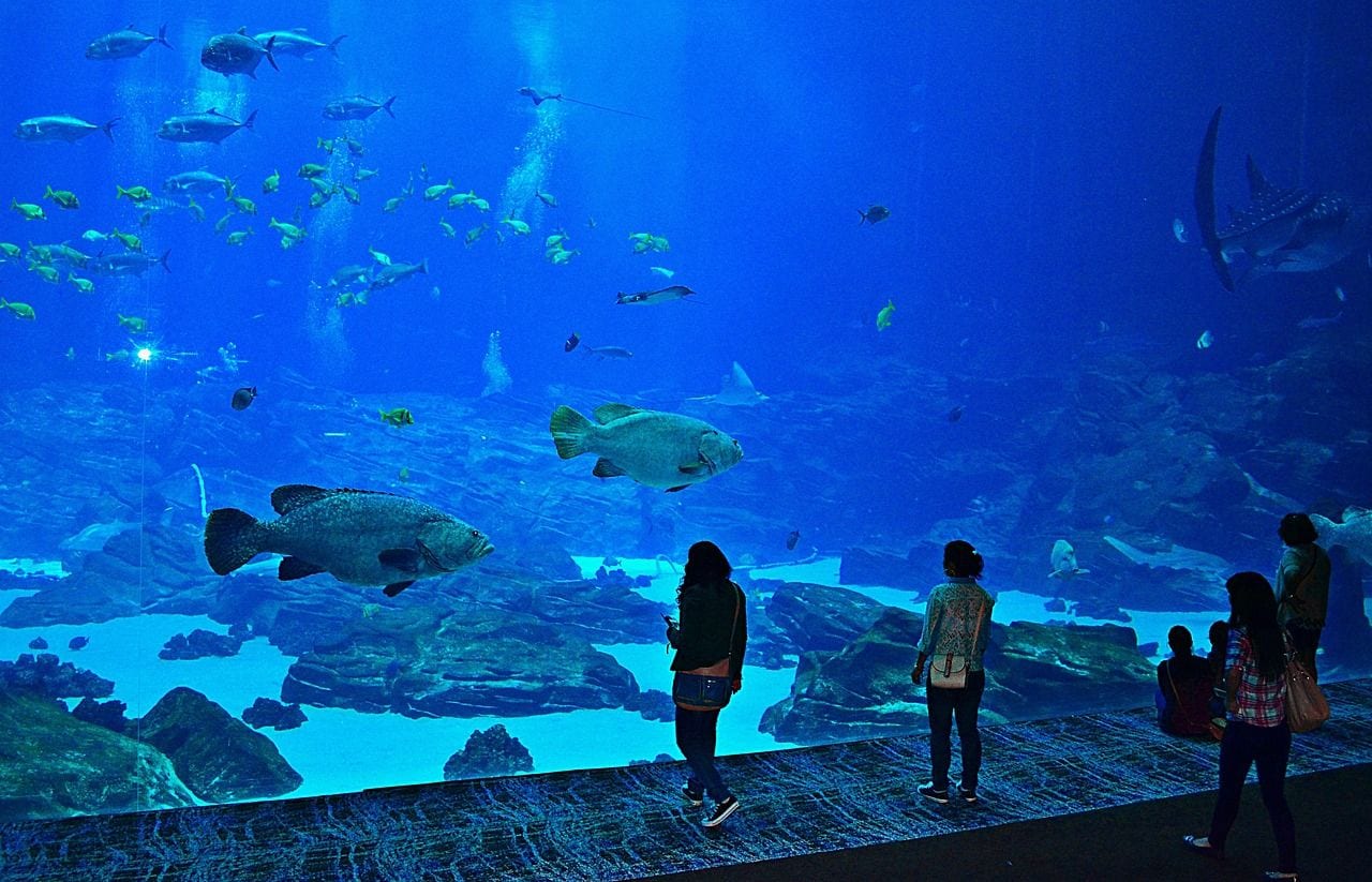 Georgia Aquarium, World