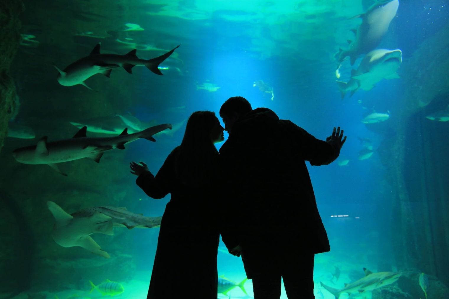 SeaWorld Abu Dhabi, World