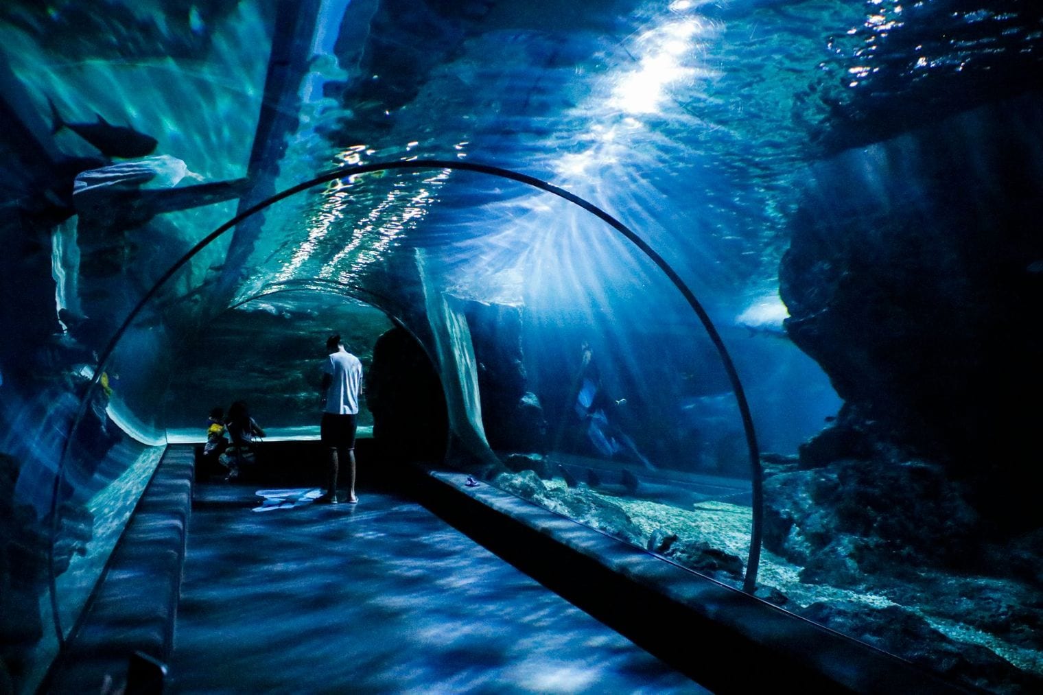 A visitor stands alone in a curved underwater viewing tunnel as shafts of light fall through the water overhead