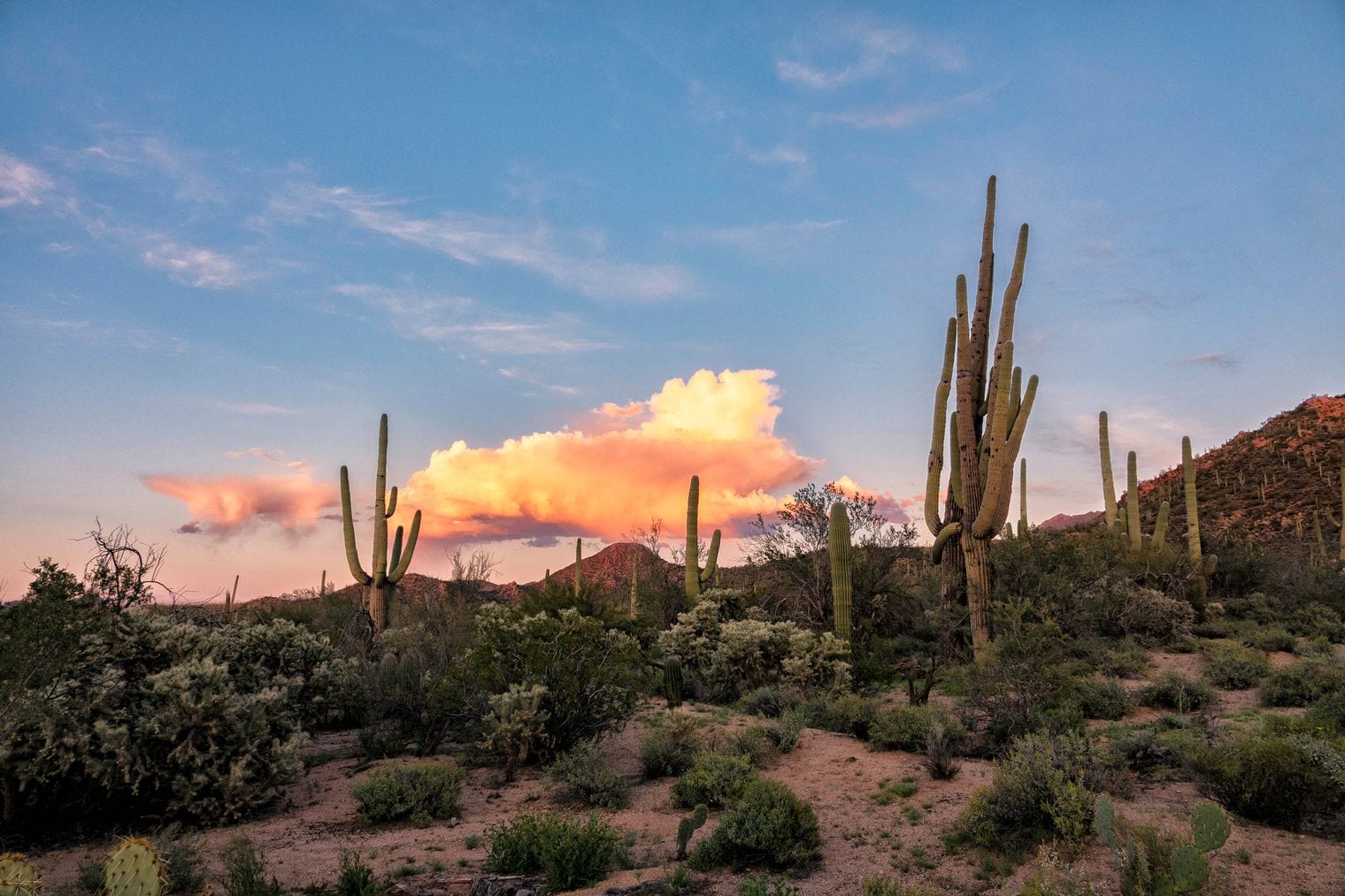 Saguaro National Park, Arizona