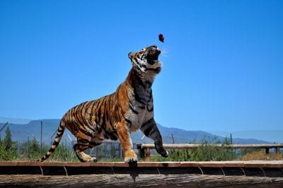 Out of Africa Wildlife Park