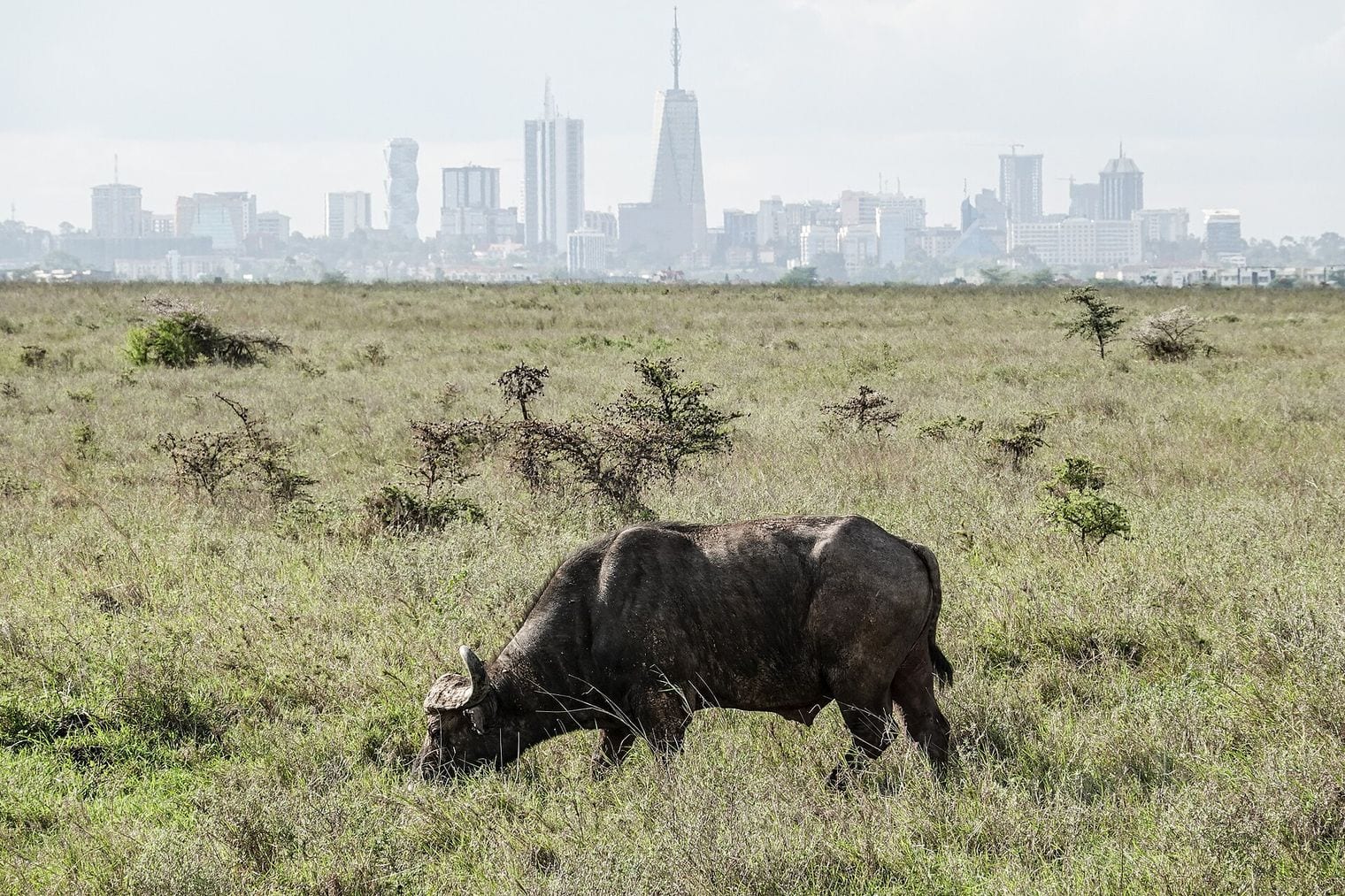 Nairobi, World
