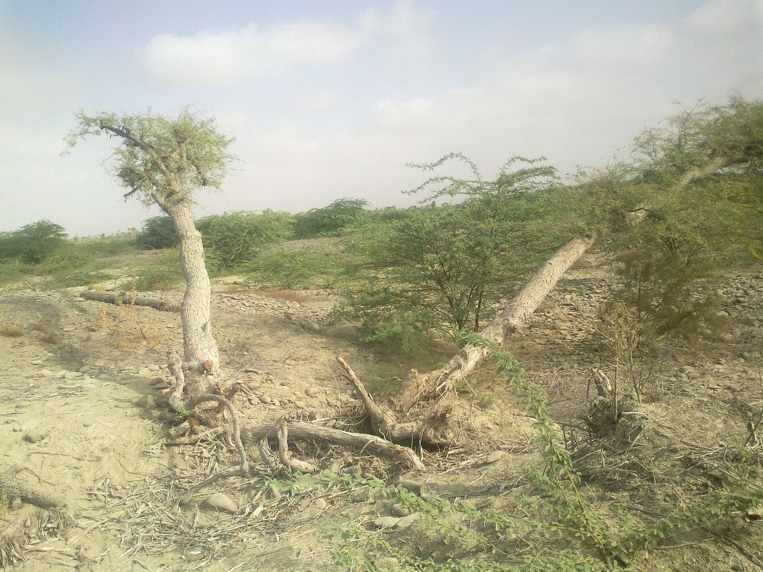 Turbat, World
