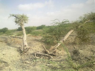 Turbat