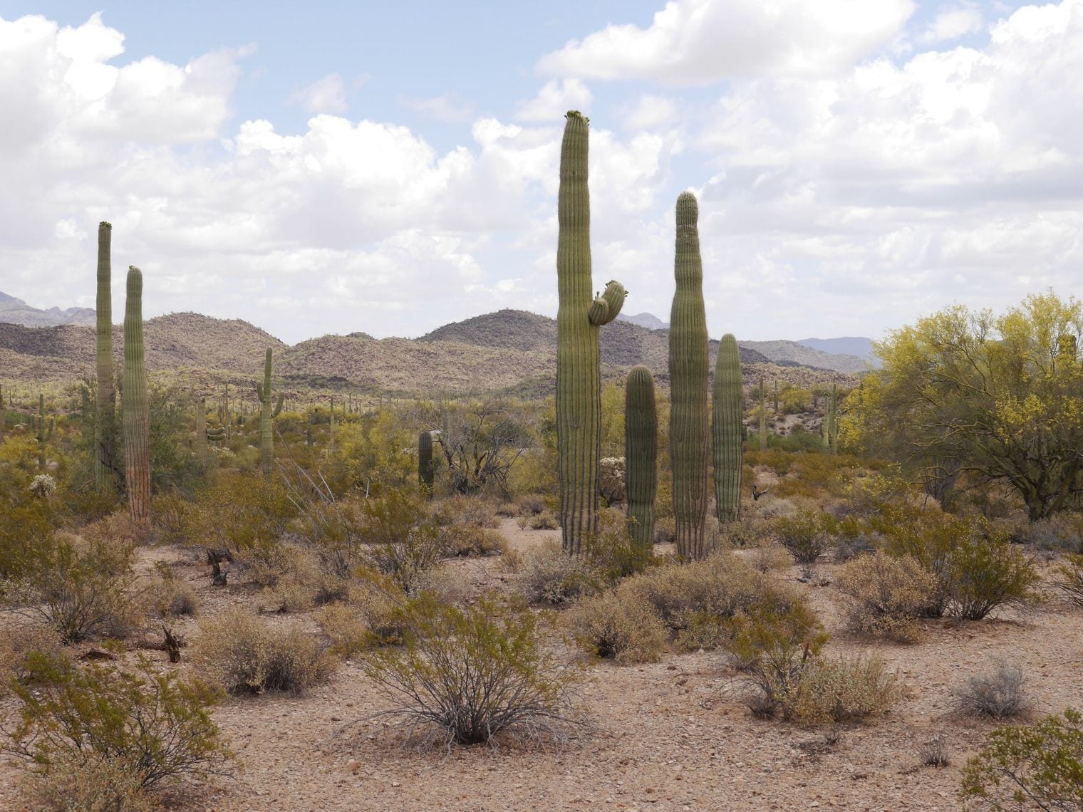 One U.S. Park Has the Only Wild Organ Pipe Cactus, Arizona