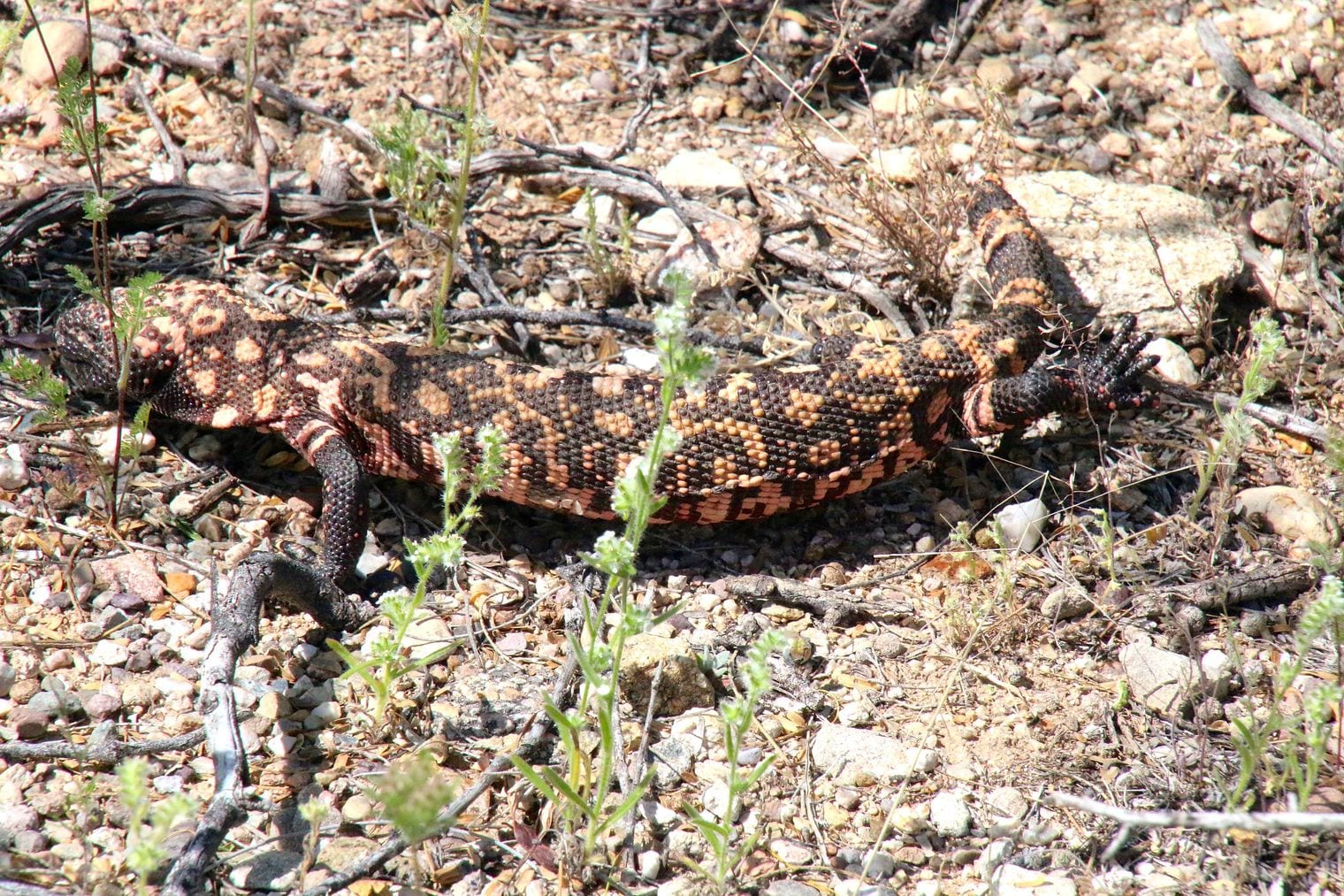 The Gila Monster Is America's Only Venomous Lizard, Arizona