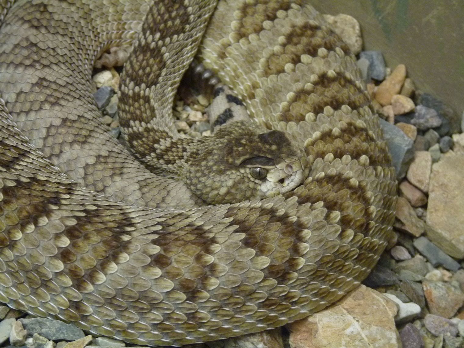 Arizona Has More Rattlesnake Species Than Any State, Arizona