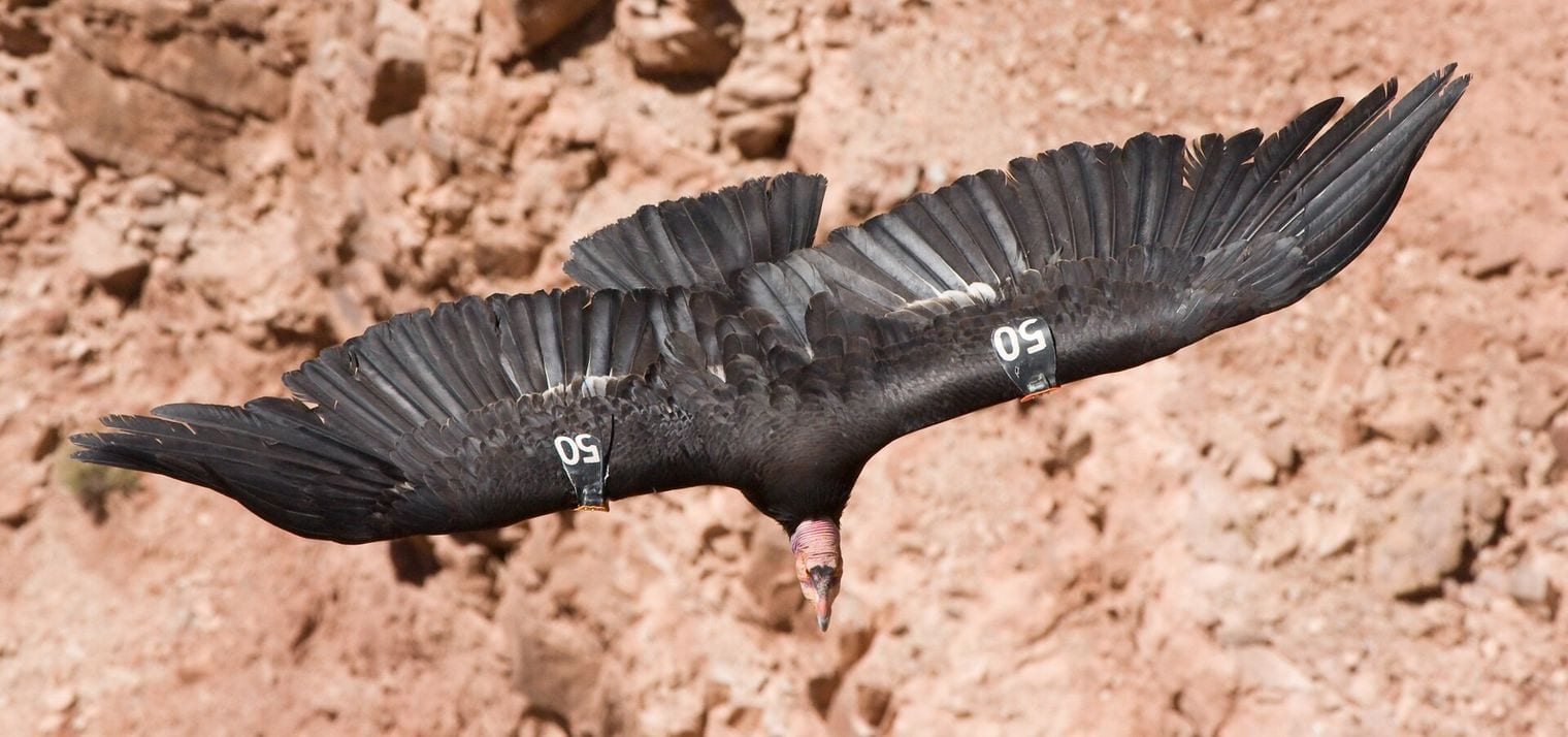 The California Condor Has a 9.5-Foot Wingspan, Arizona