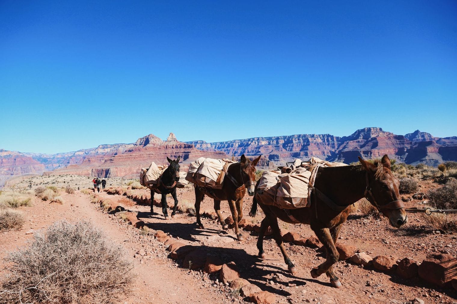 Supai Is the Last U.S. Town Getting Mail by Mule, Arizona