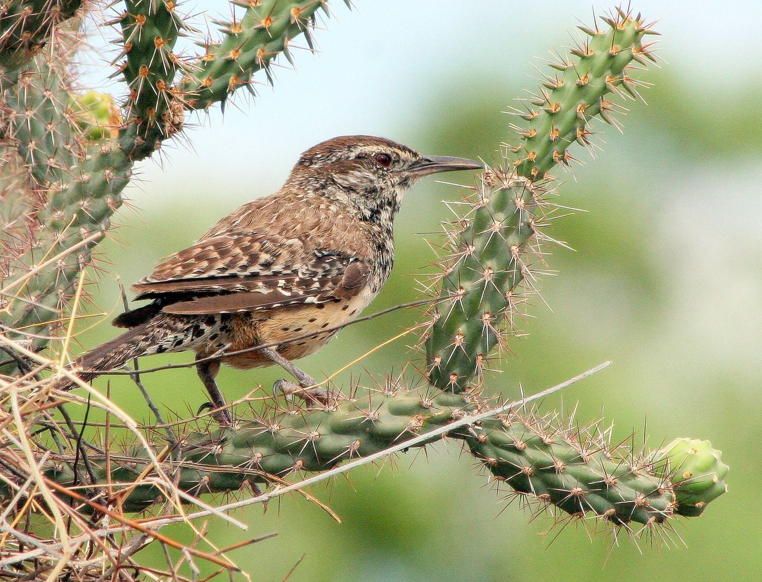 The Cactus Wren Became State Bird in 1931, Arizona