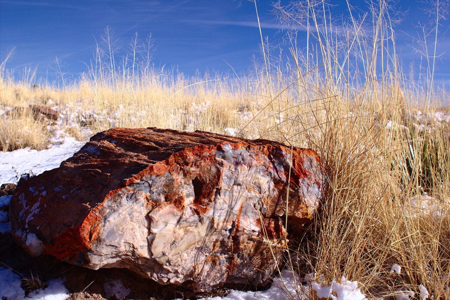 The Fossil Logs Look Chainsawed but Broke Naturally, Arizona