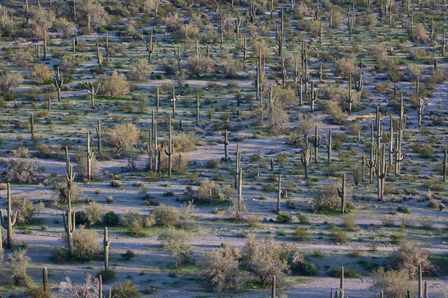 The Saguaro Grows Wild in Only One Desert on Earth, Arizona