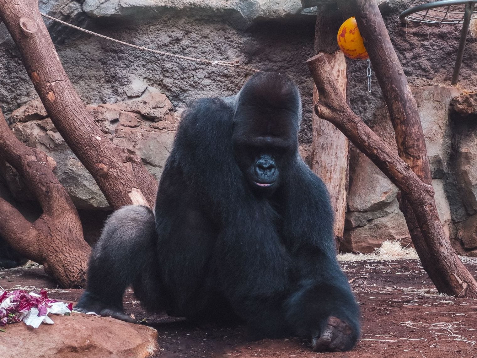 A Gorilla Born Around 1957 Still Lives at Berlin Zoo, Germany