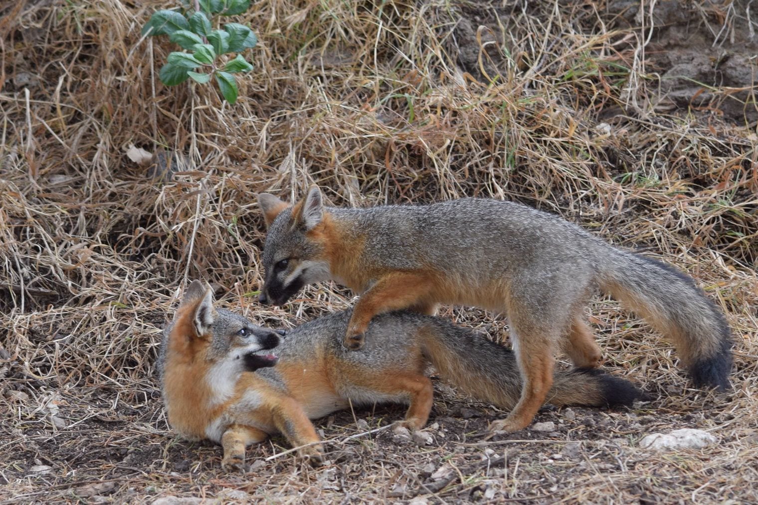 The Island Fox Lives on Just Six Islands, California