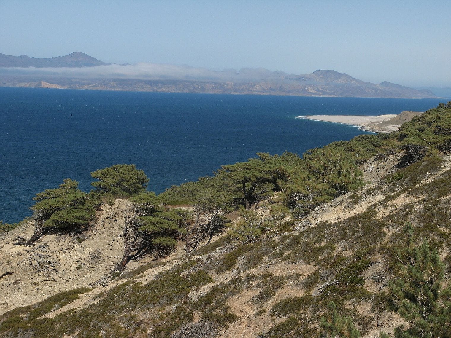 Torrey Pines Grow Wild in Only Two Places on Earth, California