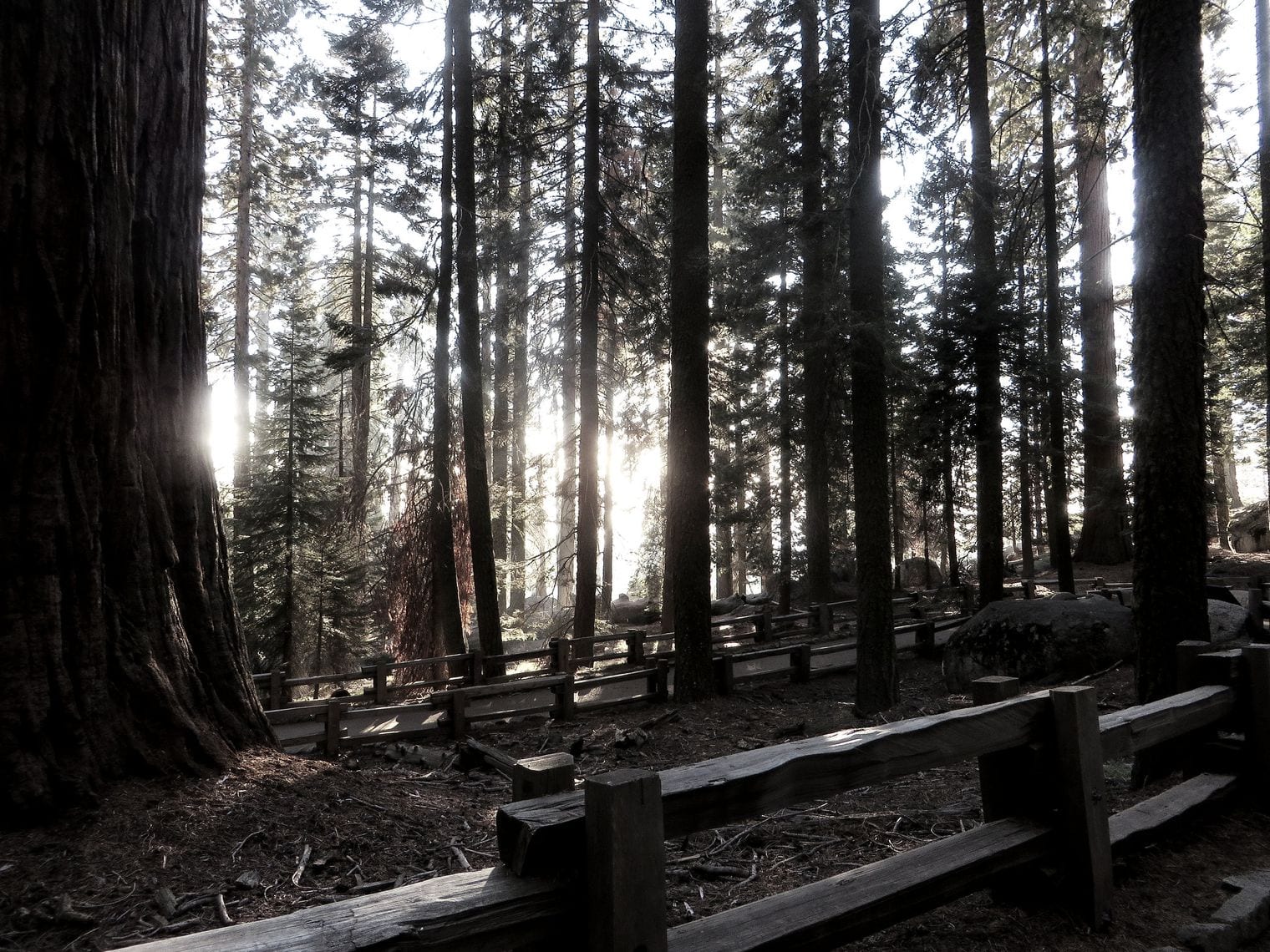 The General Sherman Is the Largest Tree on Earth, California