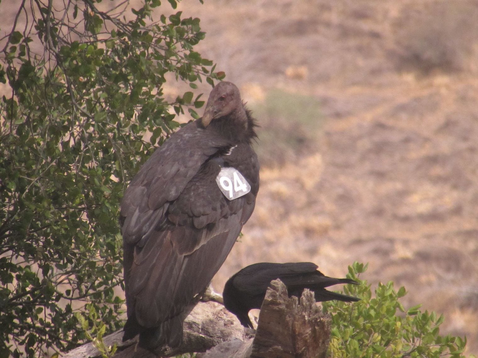 Every Wild Condor Was Captured in 1987, California