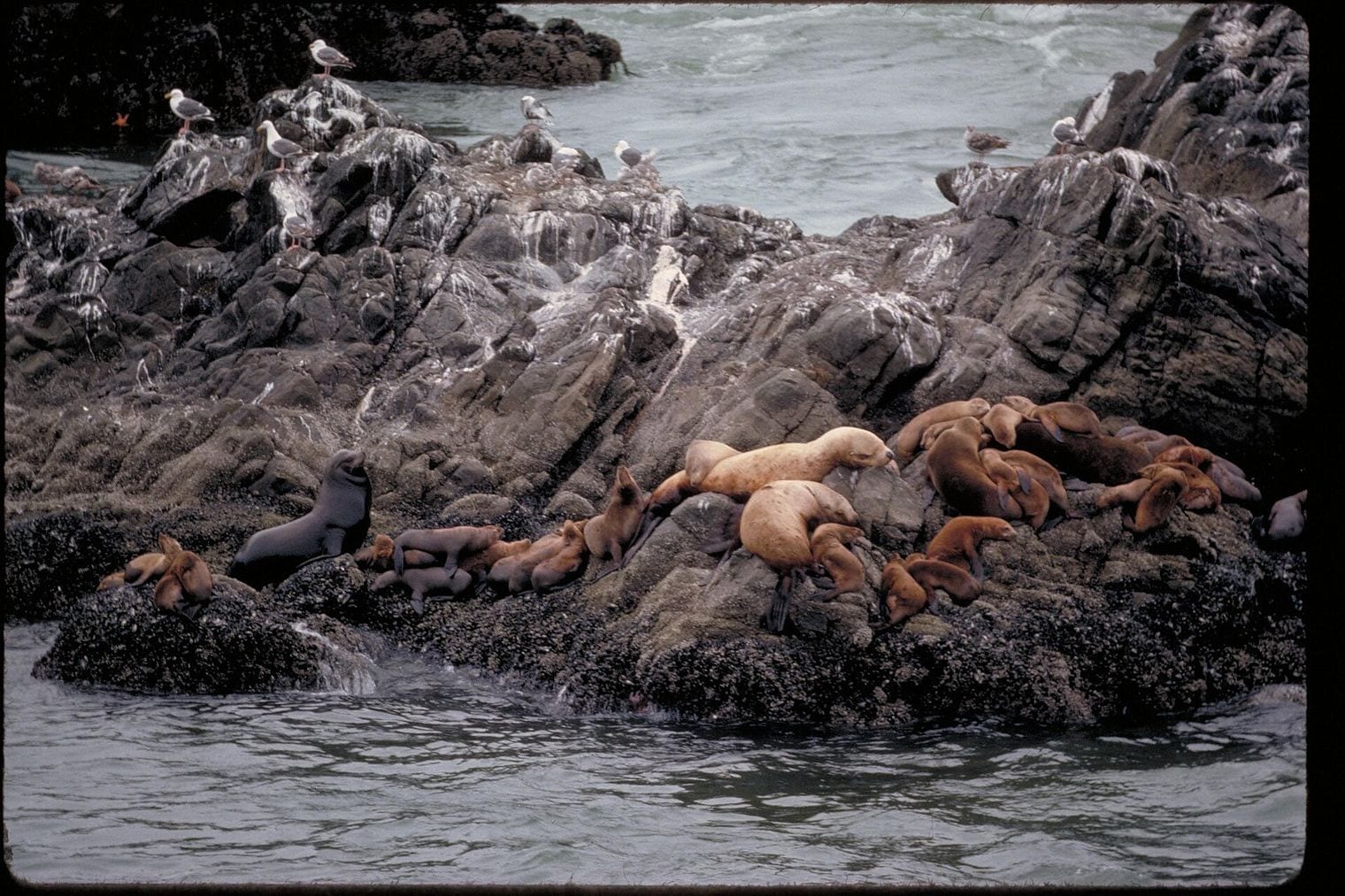 Golden Gate Holds Half of North America's Bird Species, California