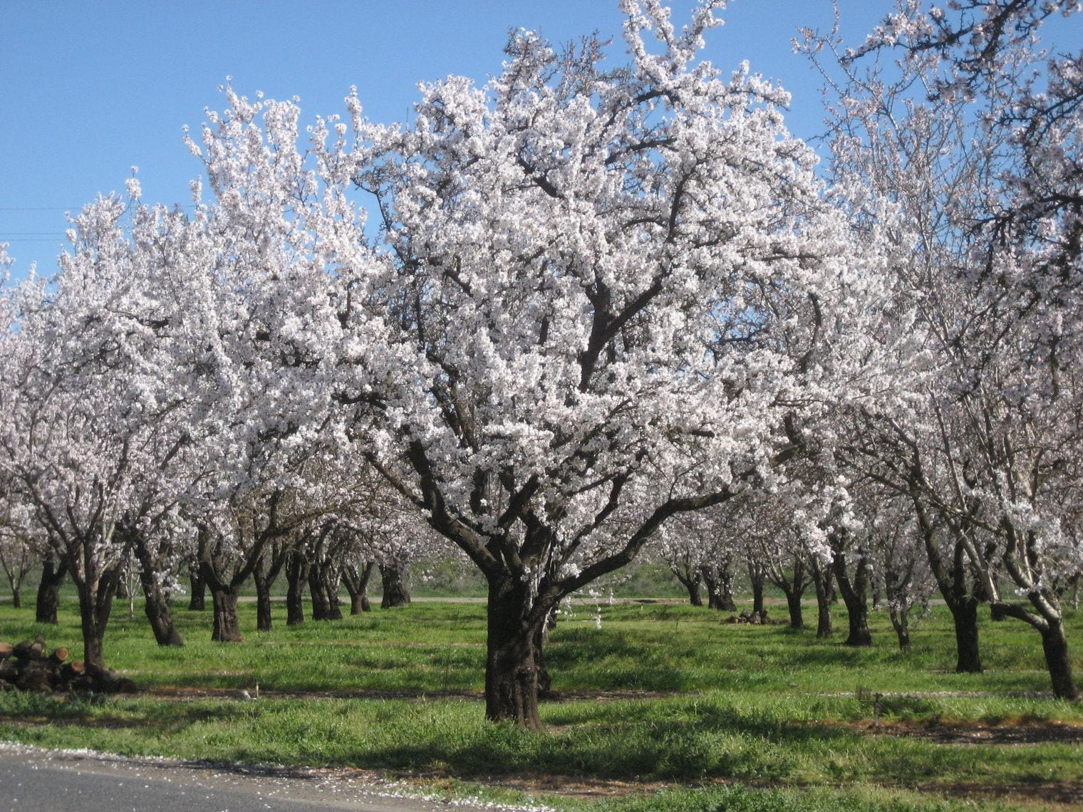 California Grows Every Commercial Almond in America, California