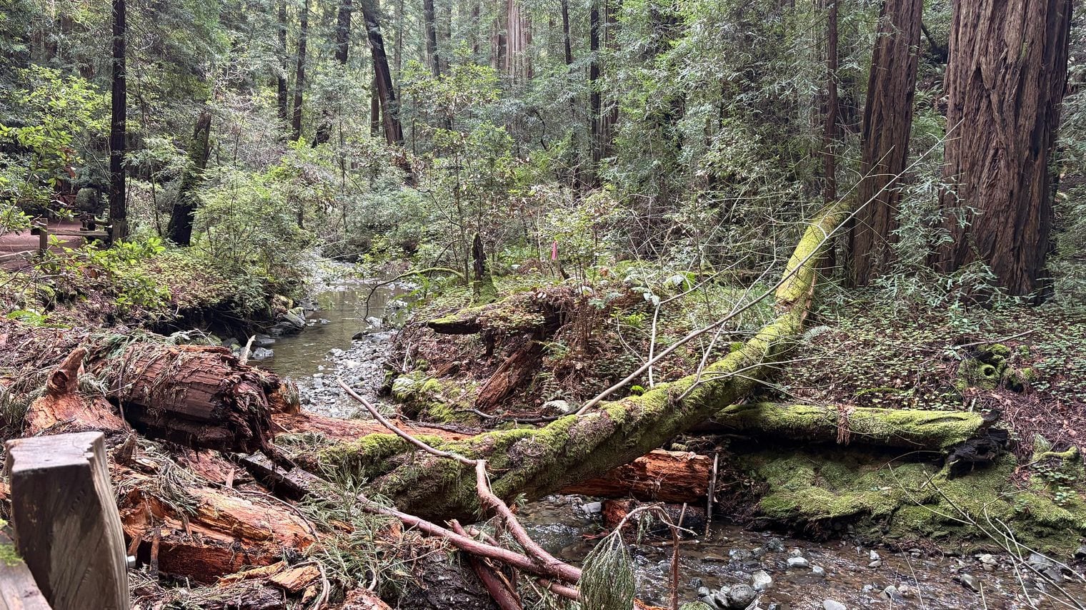 Coast Redwoods Reach 367 Feet From a Tiny Seed, California