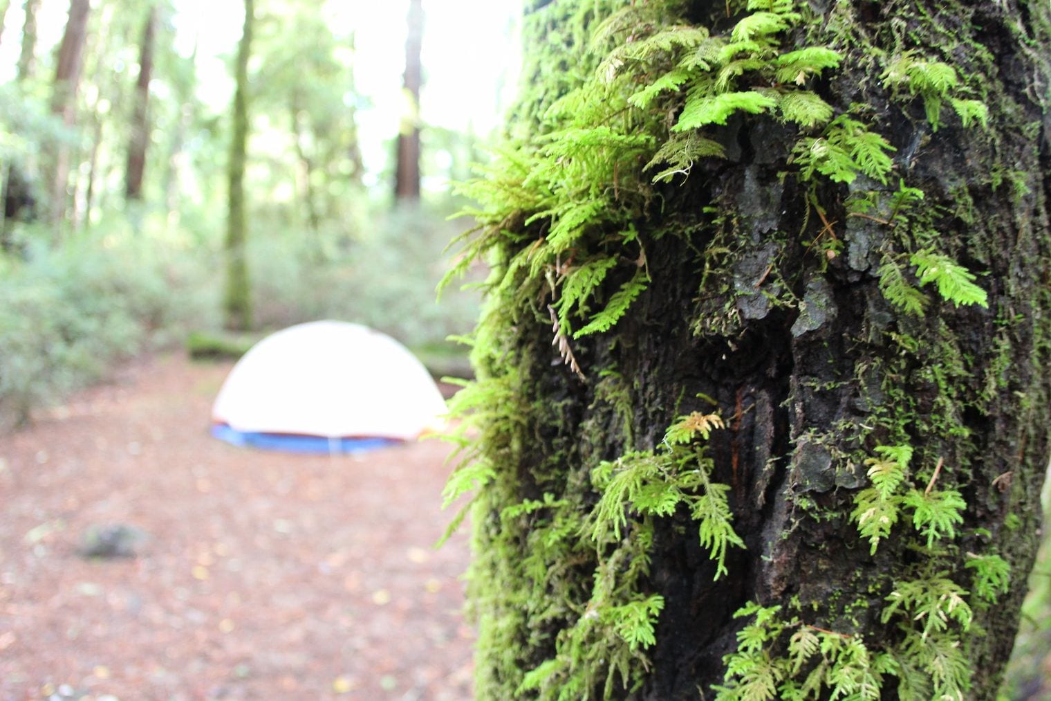 State Parks Hold 15,000 Campsites, California