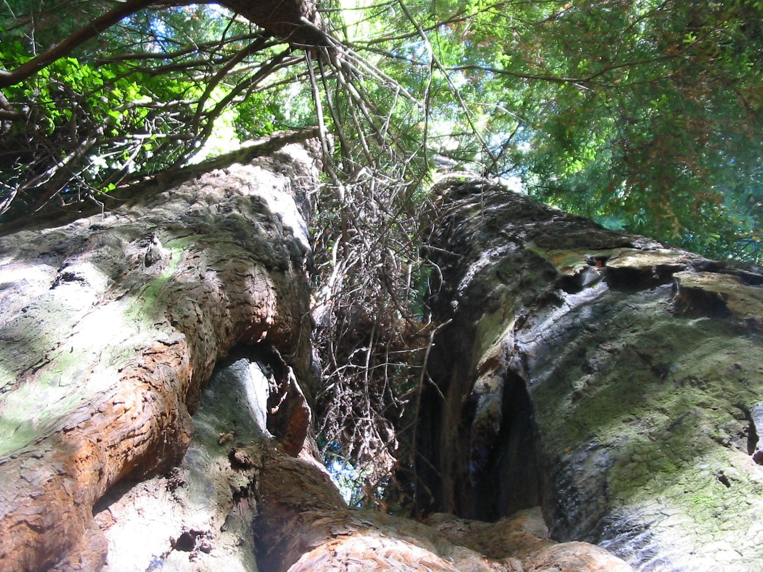 The World's Tallest Tree Has a Secret Address, California