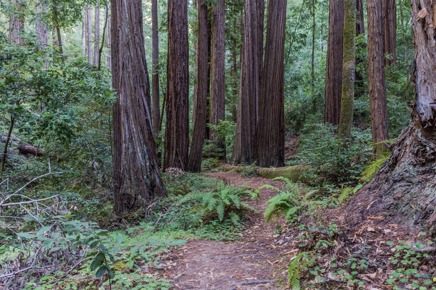 California's Oldest State Park Lost 97% to Fire, California