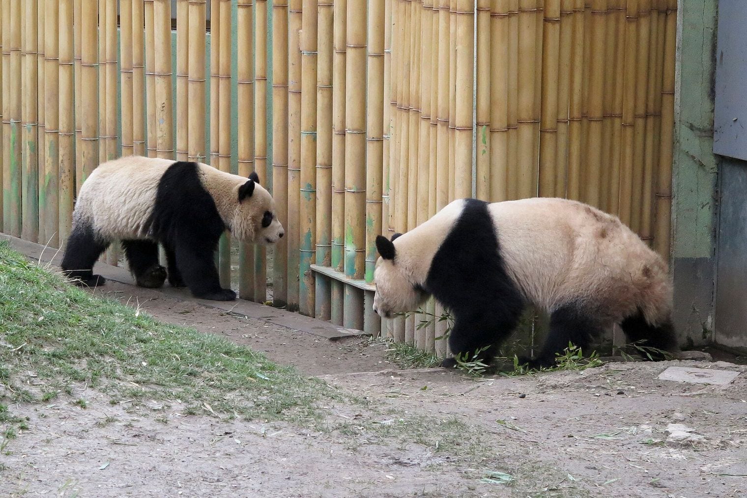 Madrid Keeps One of the Few Panda Collections, Spain