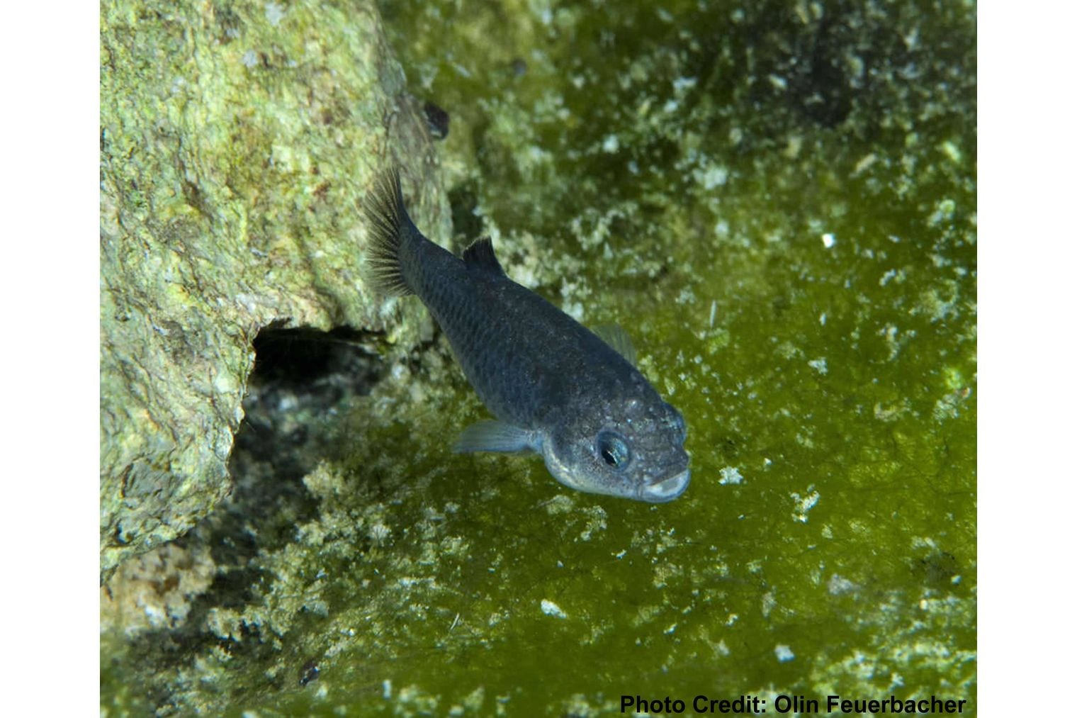 One Fish Has the Smallest Range on Earth, Nevada