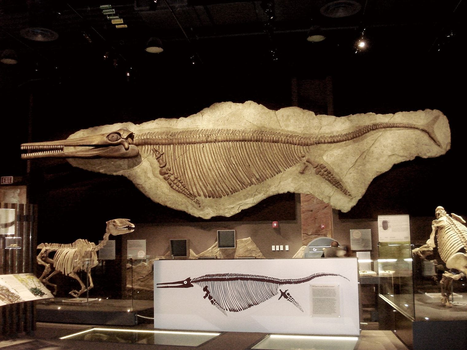 Nevada's State Fossil Was a 49-Foot Sea Reptile, Nevada