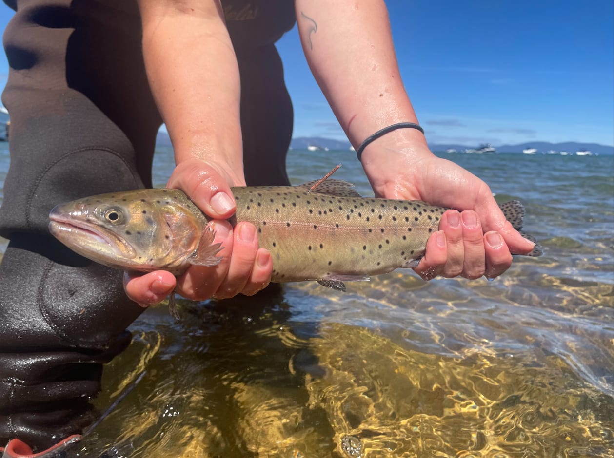 The Biggest Cutthroat Trout Ever Came From Nevada, Nevada