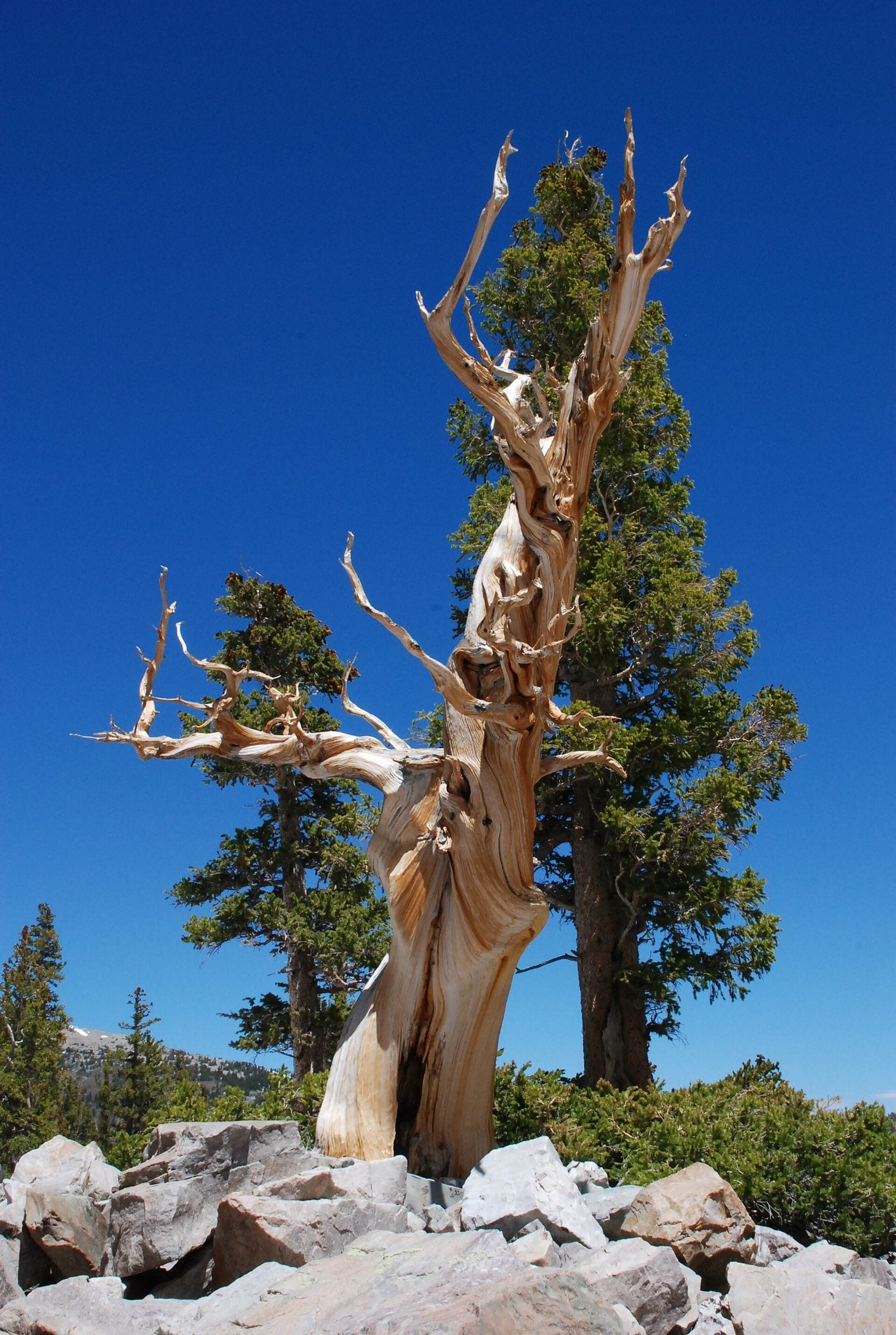 That Ancient Tree Was Cut Down for Research, Nevada