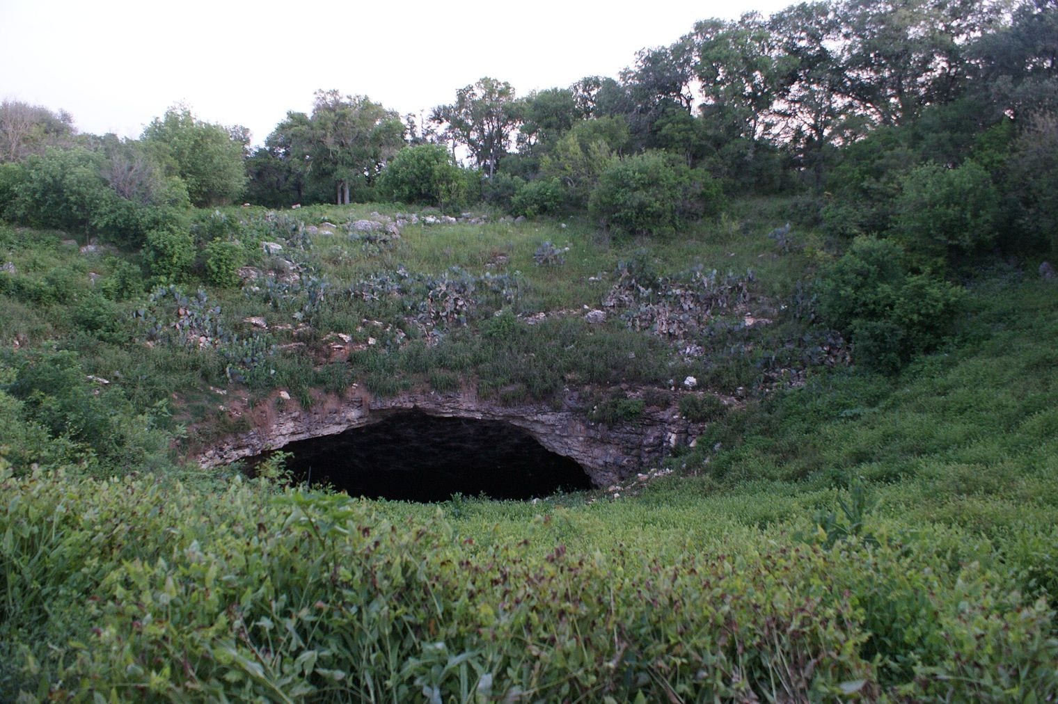 Bracken Cave Holds the Largest Bat Colony on Earth, Texas