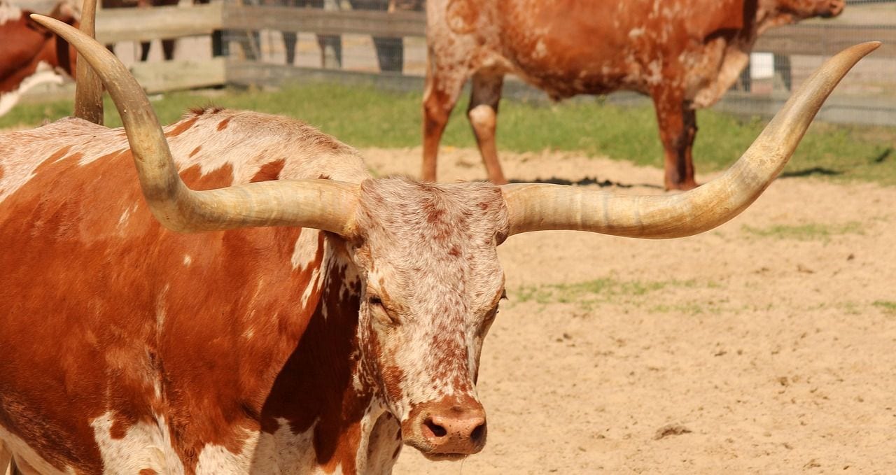 The Texas Longhorn Is a Crossbred Accident, Texas