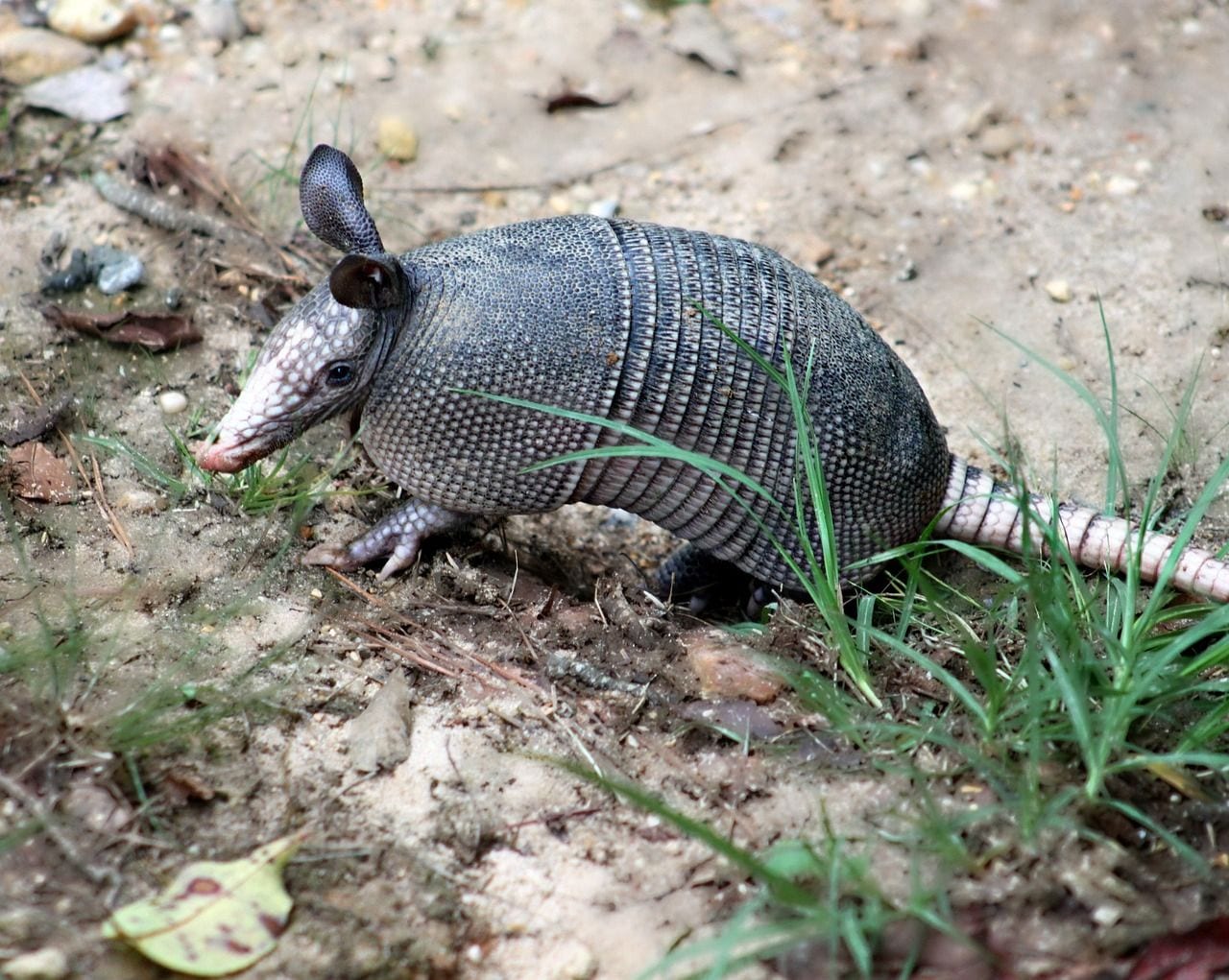 Armadillos Always Give Birth to Identical Quadruplets, Texas