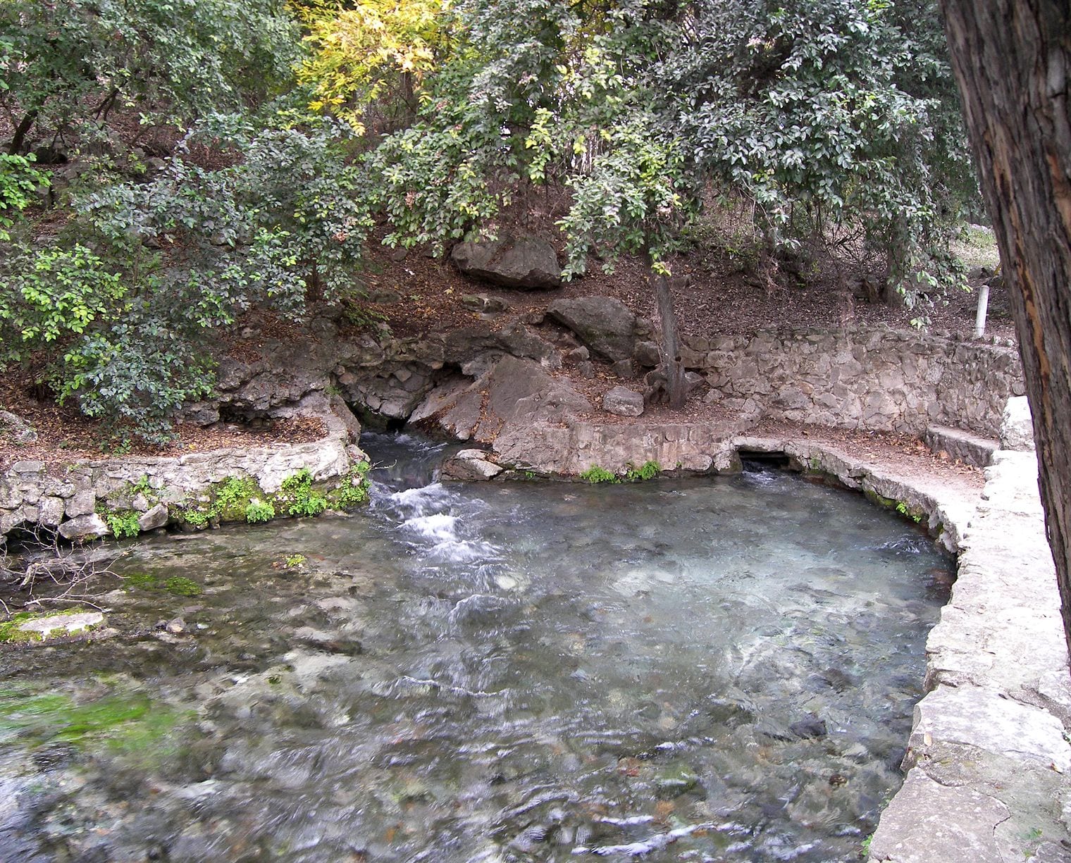 Two Texas Springs Hold Extraordinary Biodiversity, Texas