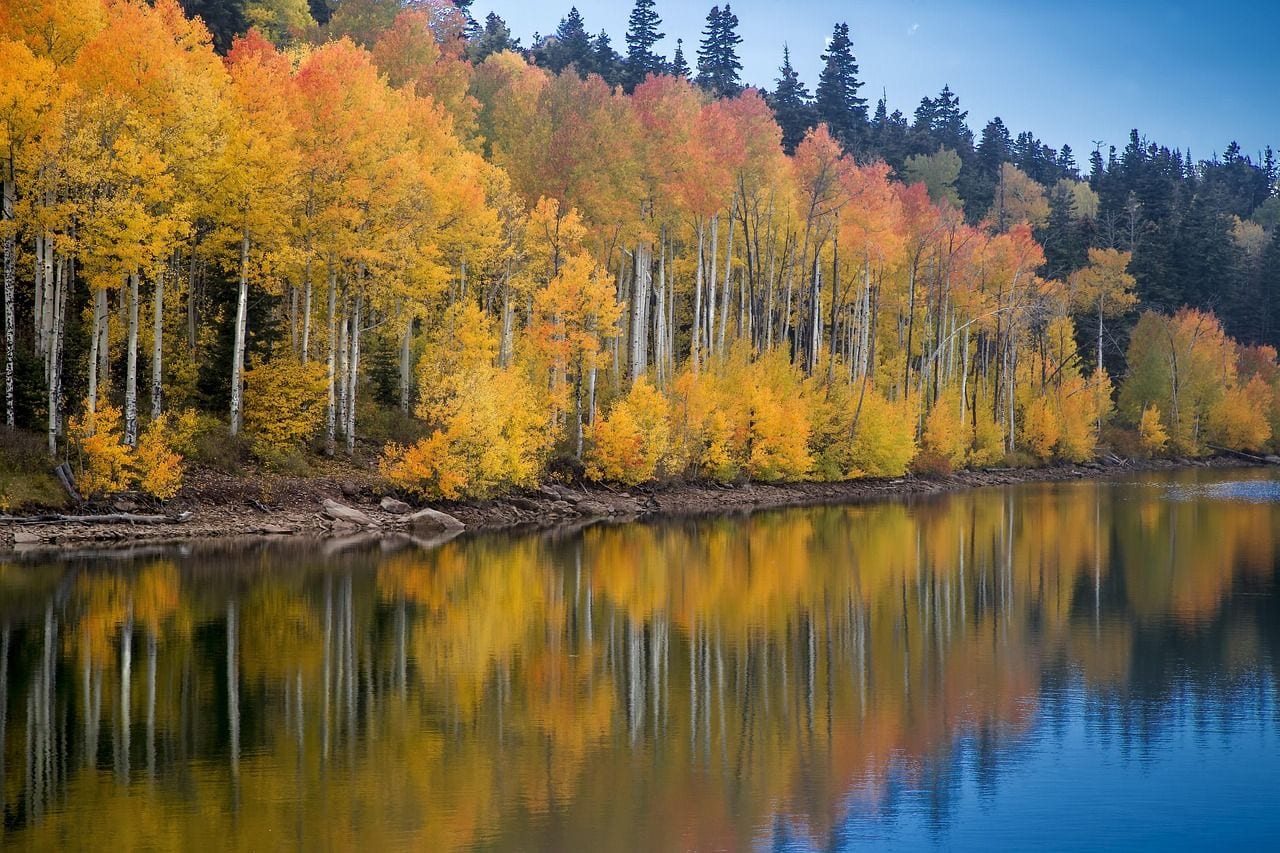 Pando May Be the Heaviest Living Thing on Earth, Utah