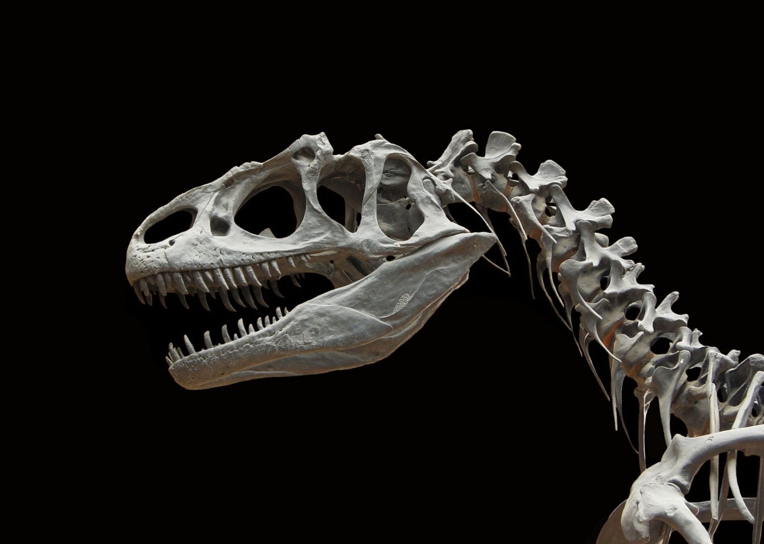 Utah’s State Fossil Was a 28-Foot Predator, Utah