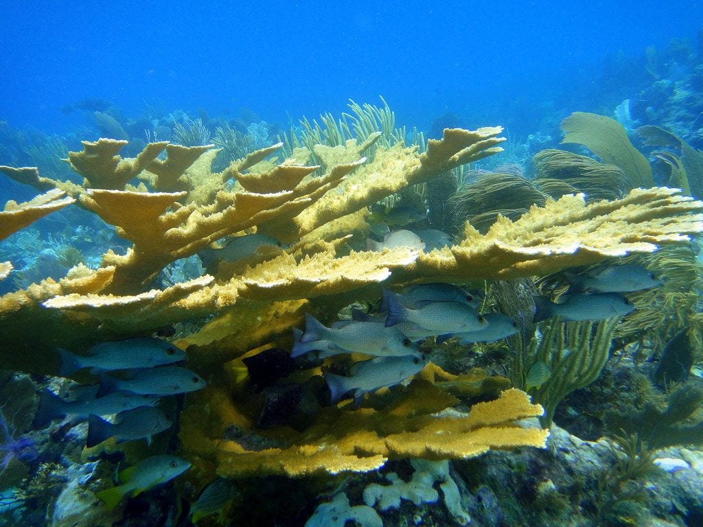 Florida Reef, World
